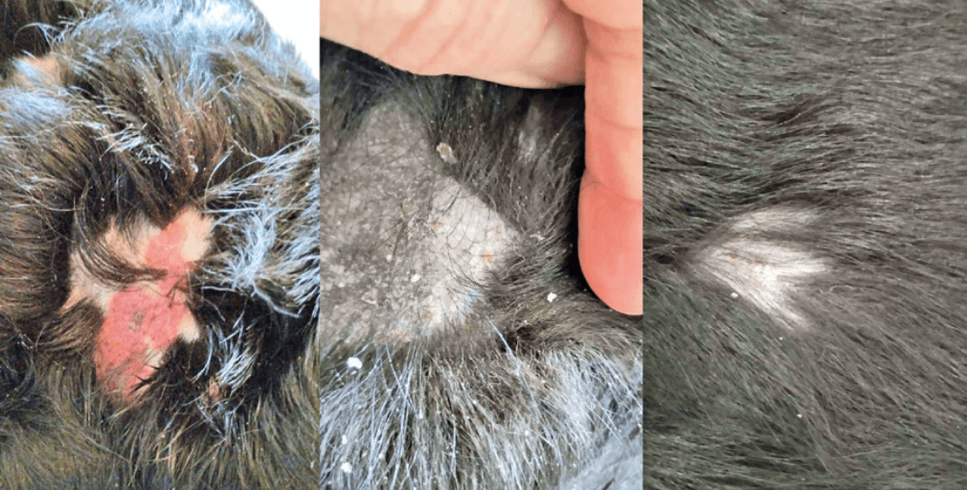 Рис. 5. Поражение кожного покрова собаки при саркоптозе Skin lesions in dogs with sarcoptic mange